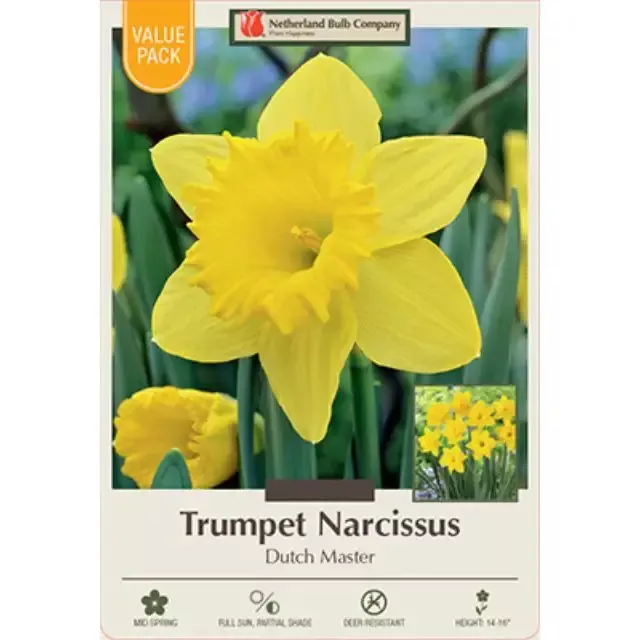 Narcissus Bulbs – Dutch Master Daffodil, Pack of 16