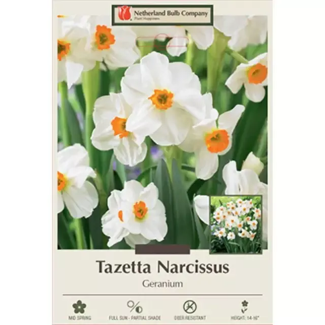 Narcissus Bulbs – Geranium Daffodil, Pack of 7