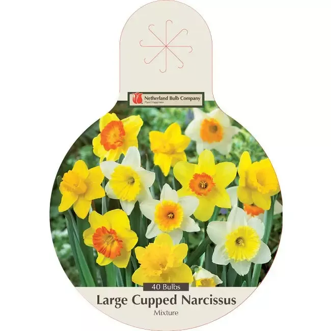 Narcissus Bulbs – Large Cupped Naturalizing Mixture, Pack of 40