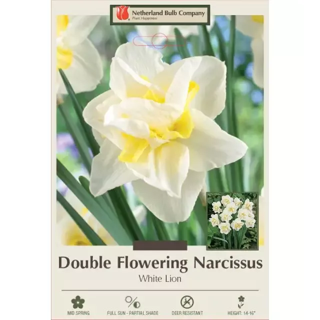 Narcissus Bulbs – “White Lion”, Pack of 7