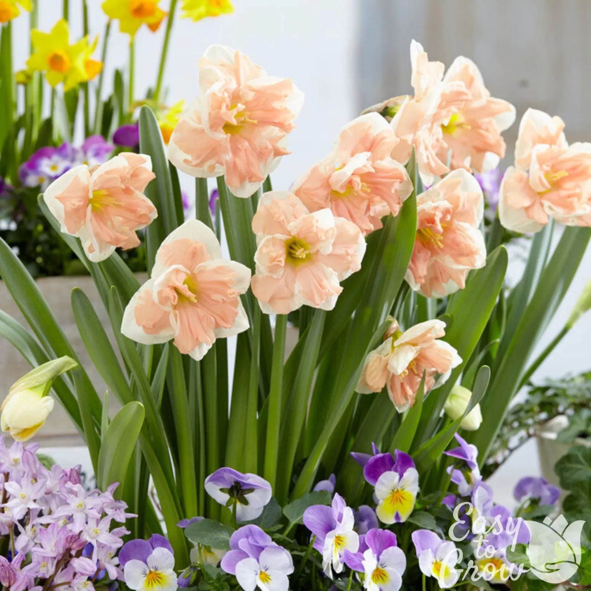 Narcissus - Daffodil Apricot Whirl