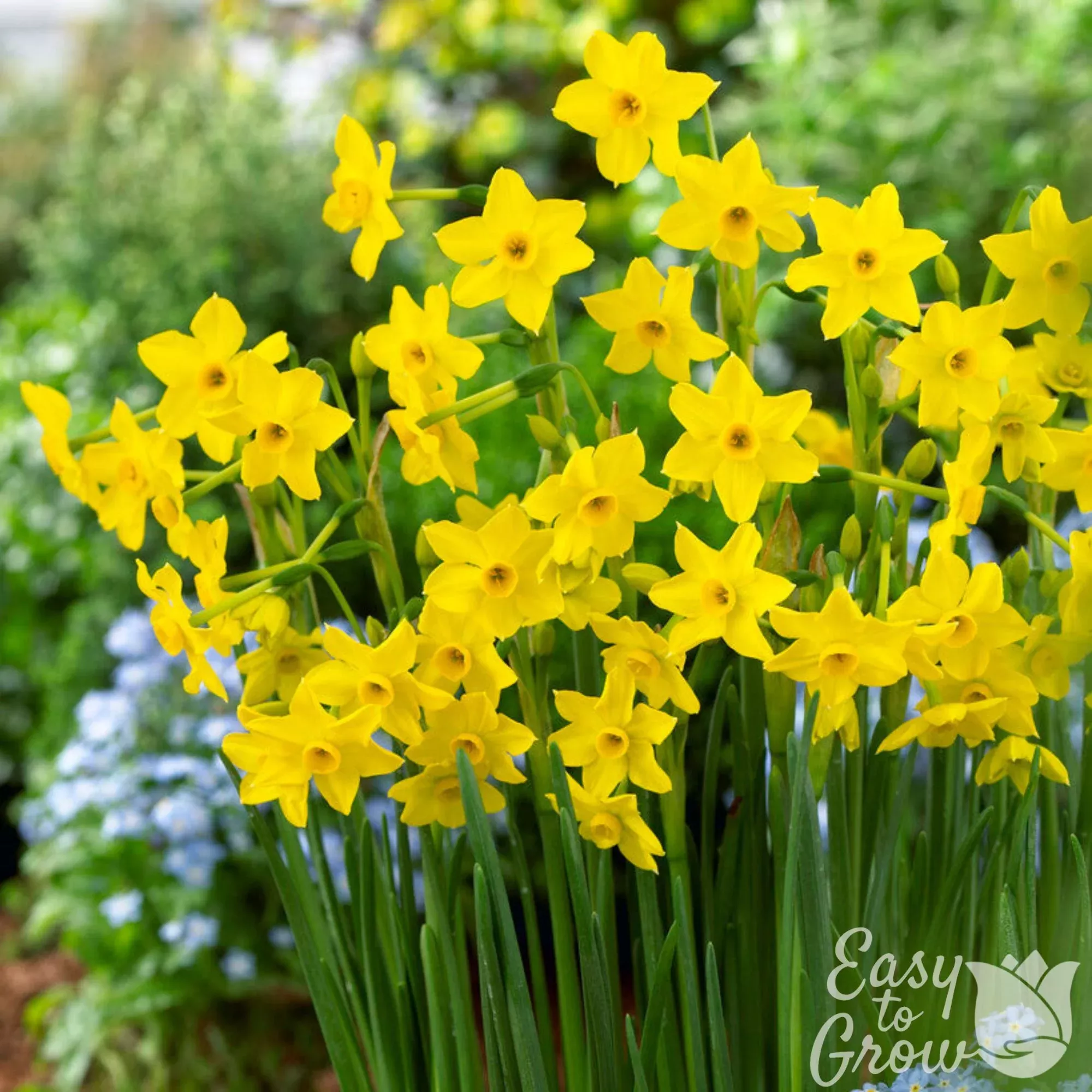 Narcissus - Daffodil Baby Boomer