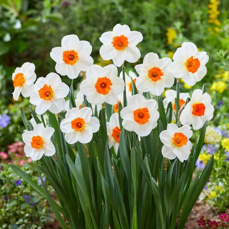 Narcissus - Daffodil Barrett Browning