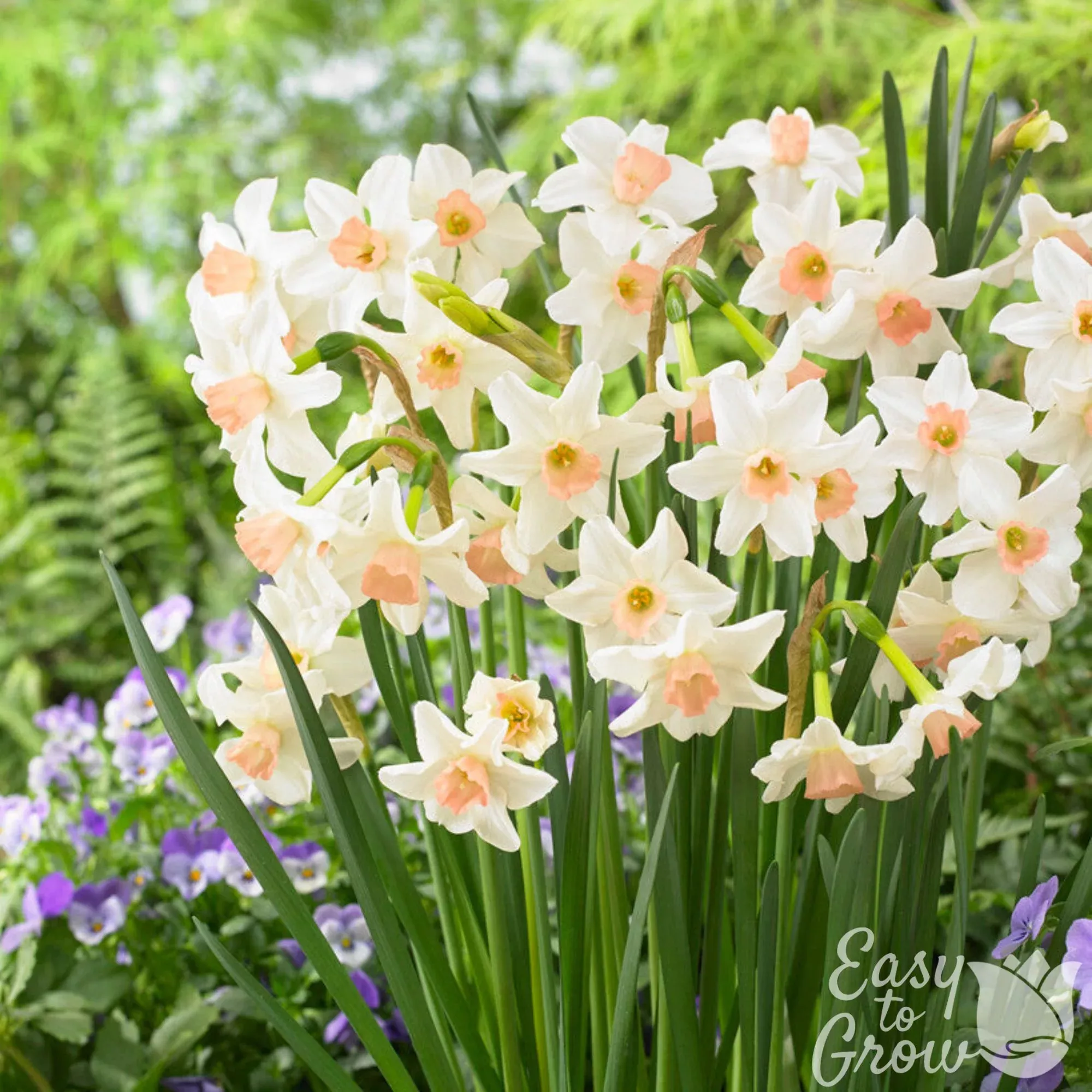 Narcissus - Daffodil Bell Song