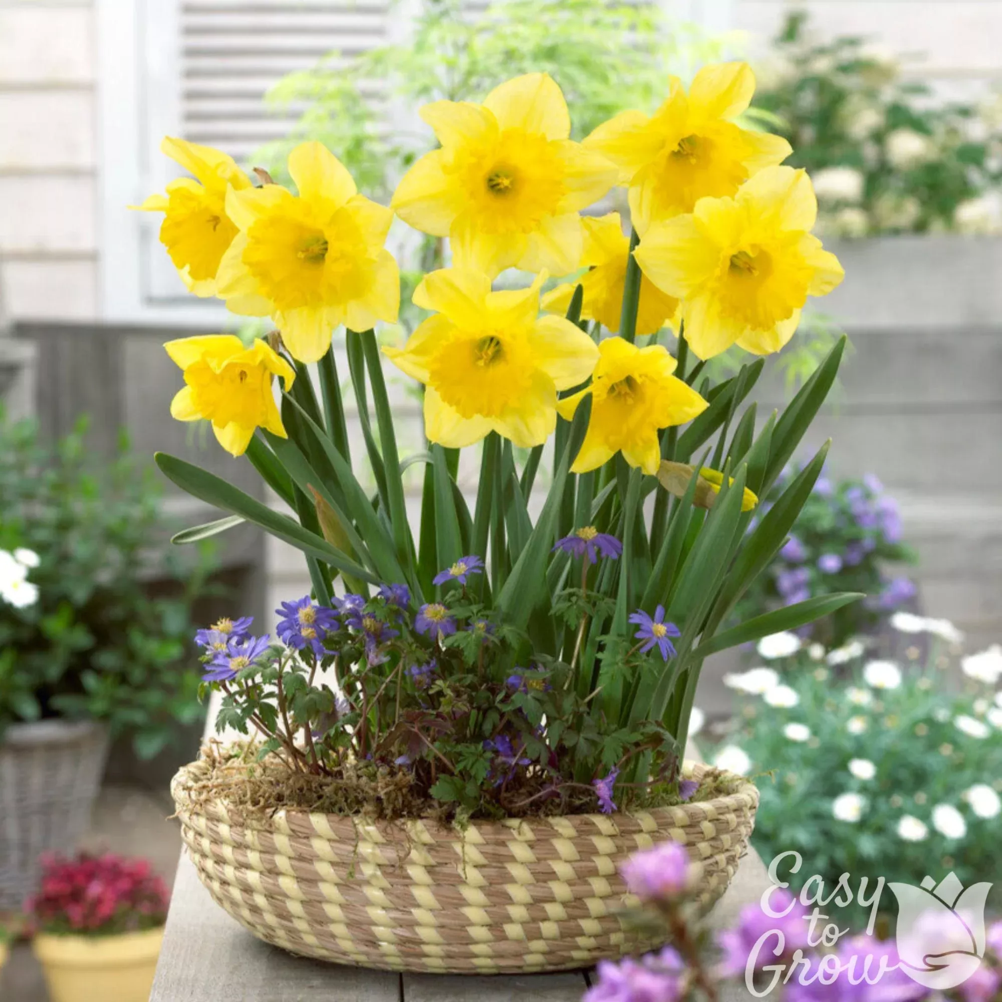 Narcissus - Daffodil Carlton