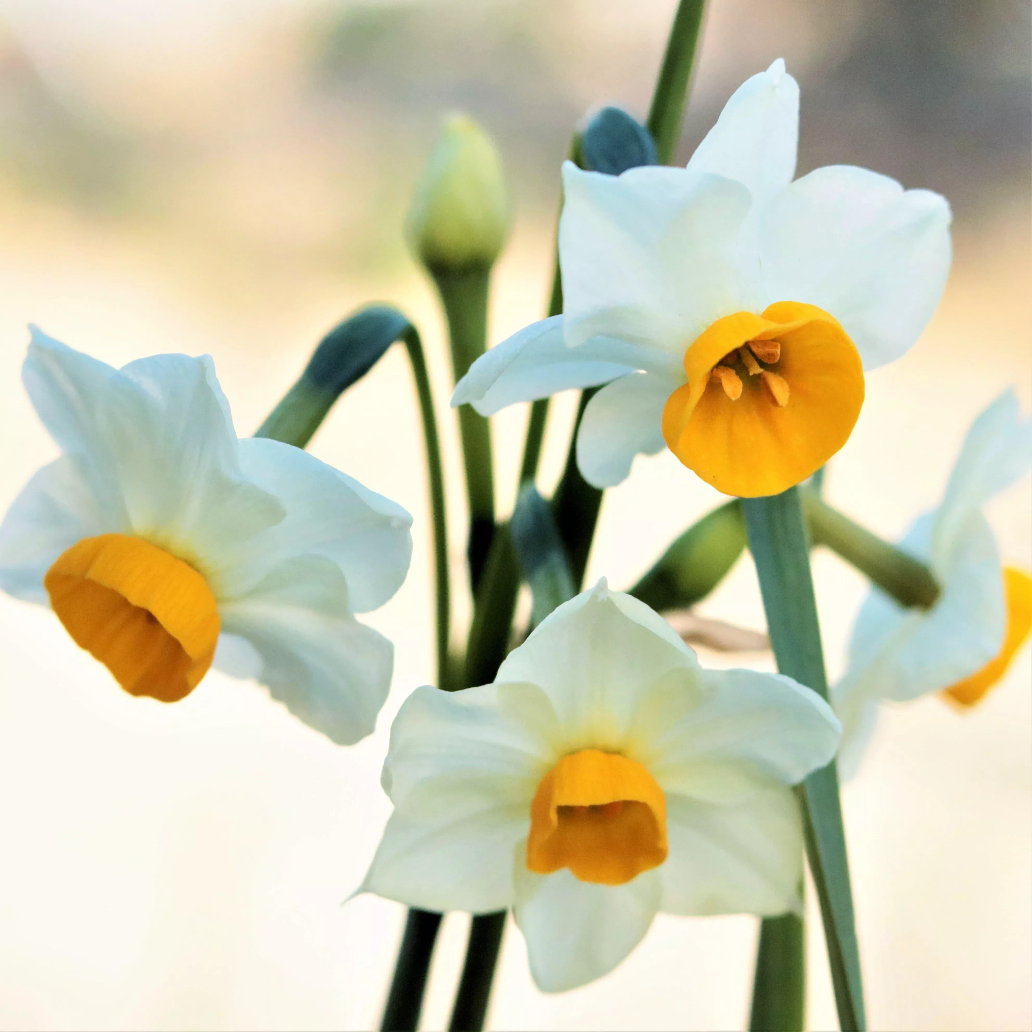 Narcissus - Daffodil Chinese Sacred Lily