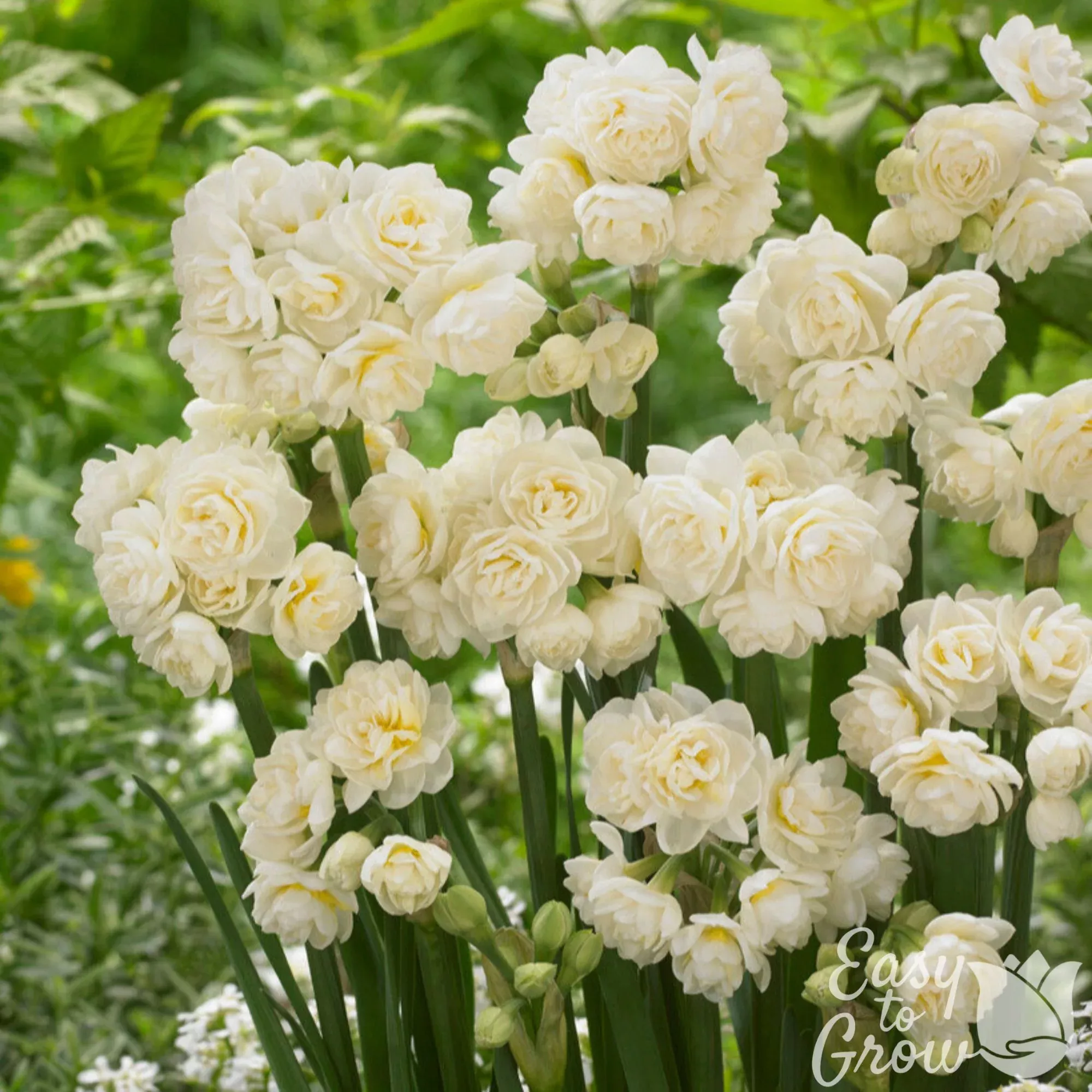 Narcissus - Daffodil Erlicheer