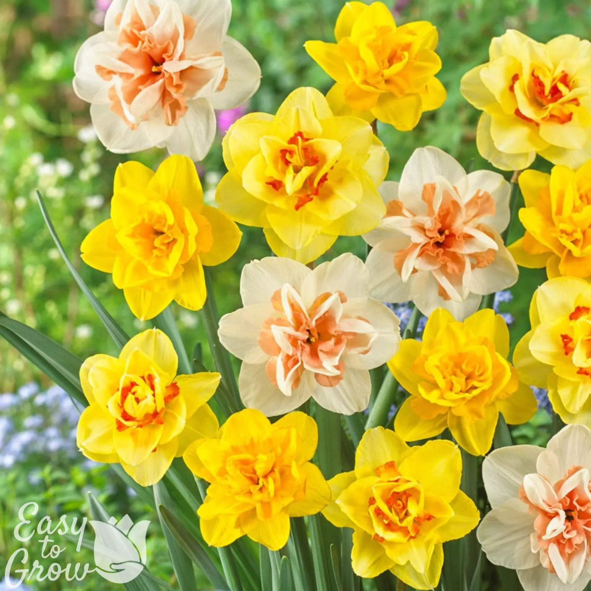 Narcissus - Daffodil Fluffy Doubles Mix
