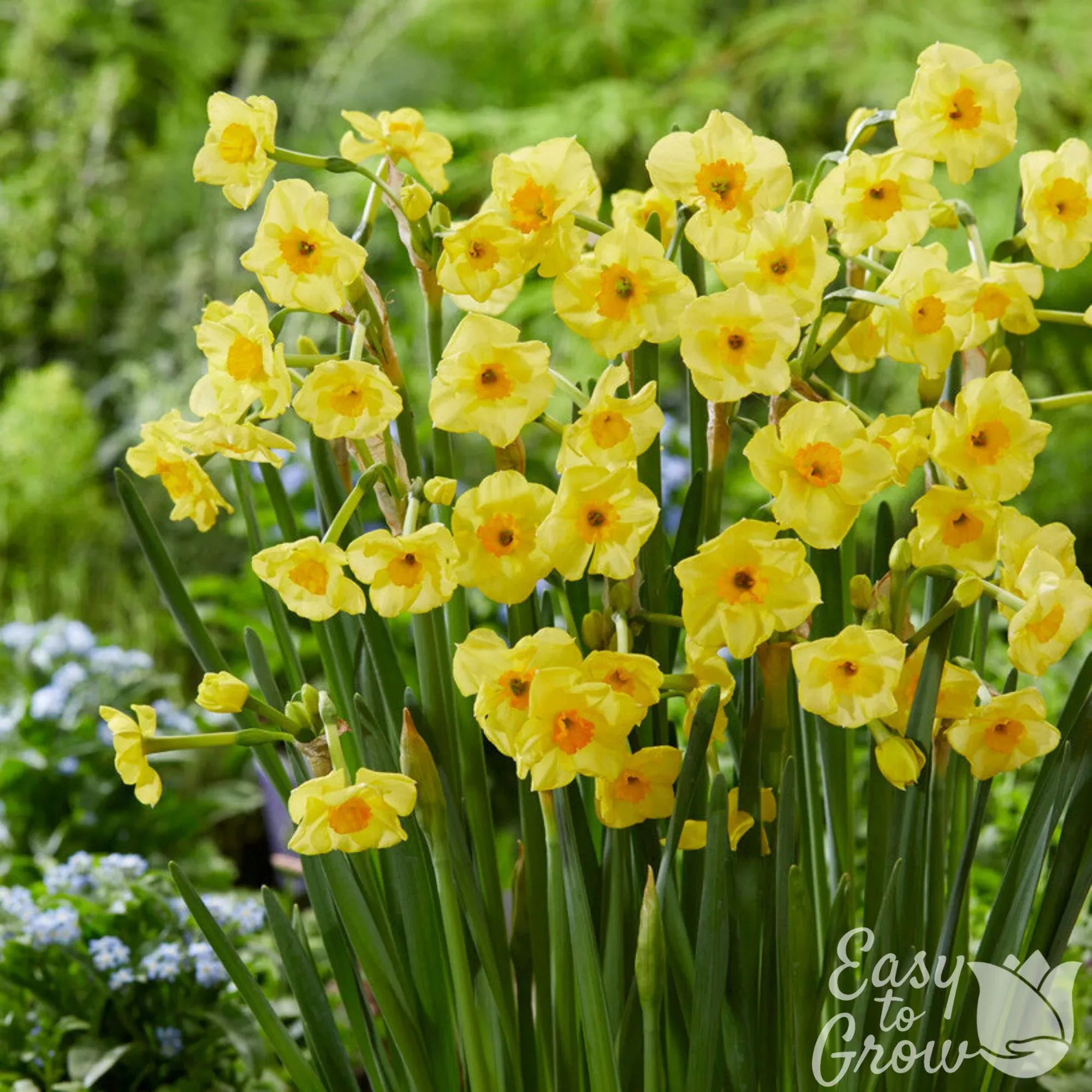 Narcissus - Daffodil Golden Dawn