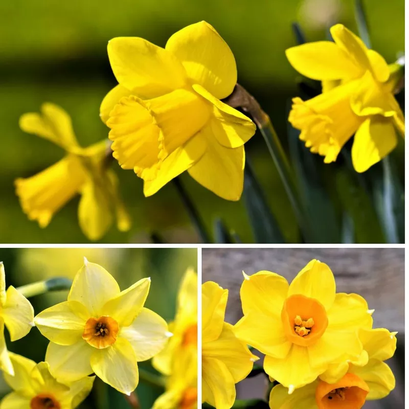 Narcissus - Daffodil Gulf Coast Collection