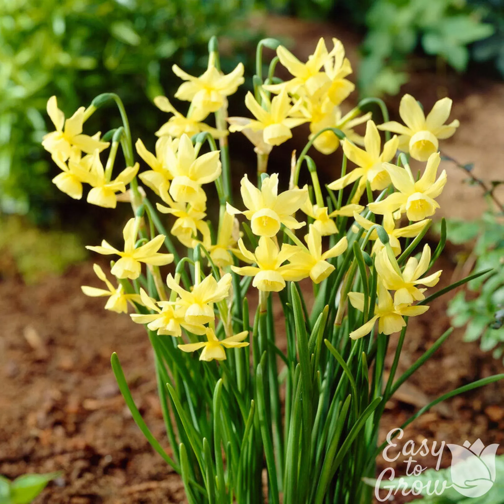 Narcissus - Daffodil Hawera