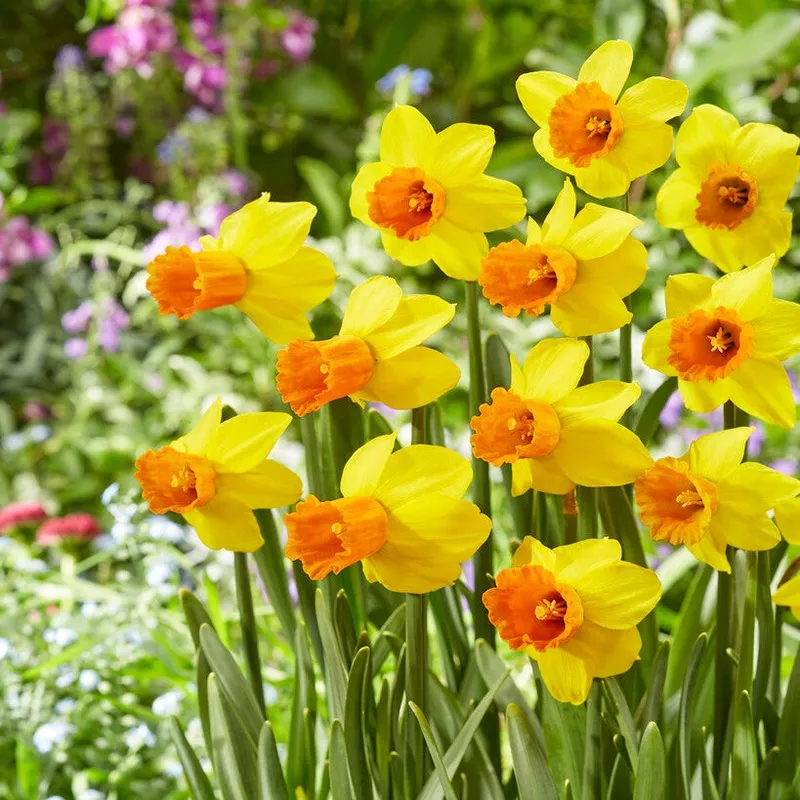 Narcissus - Daffodil Jetfire