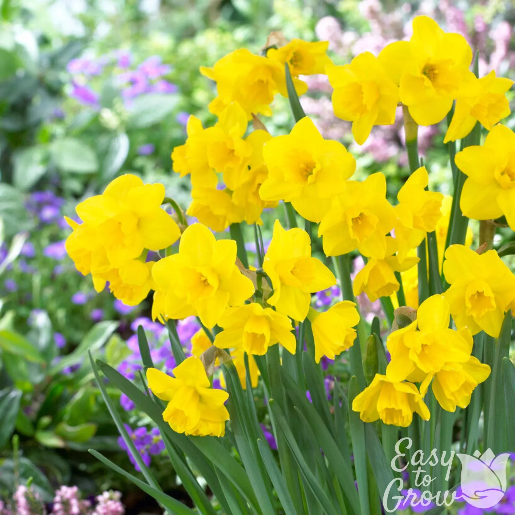 Narcissus - Daffodil Quail