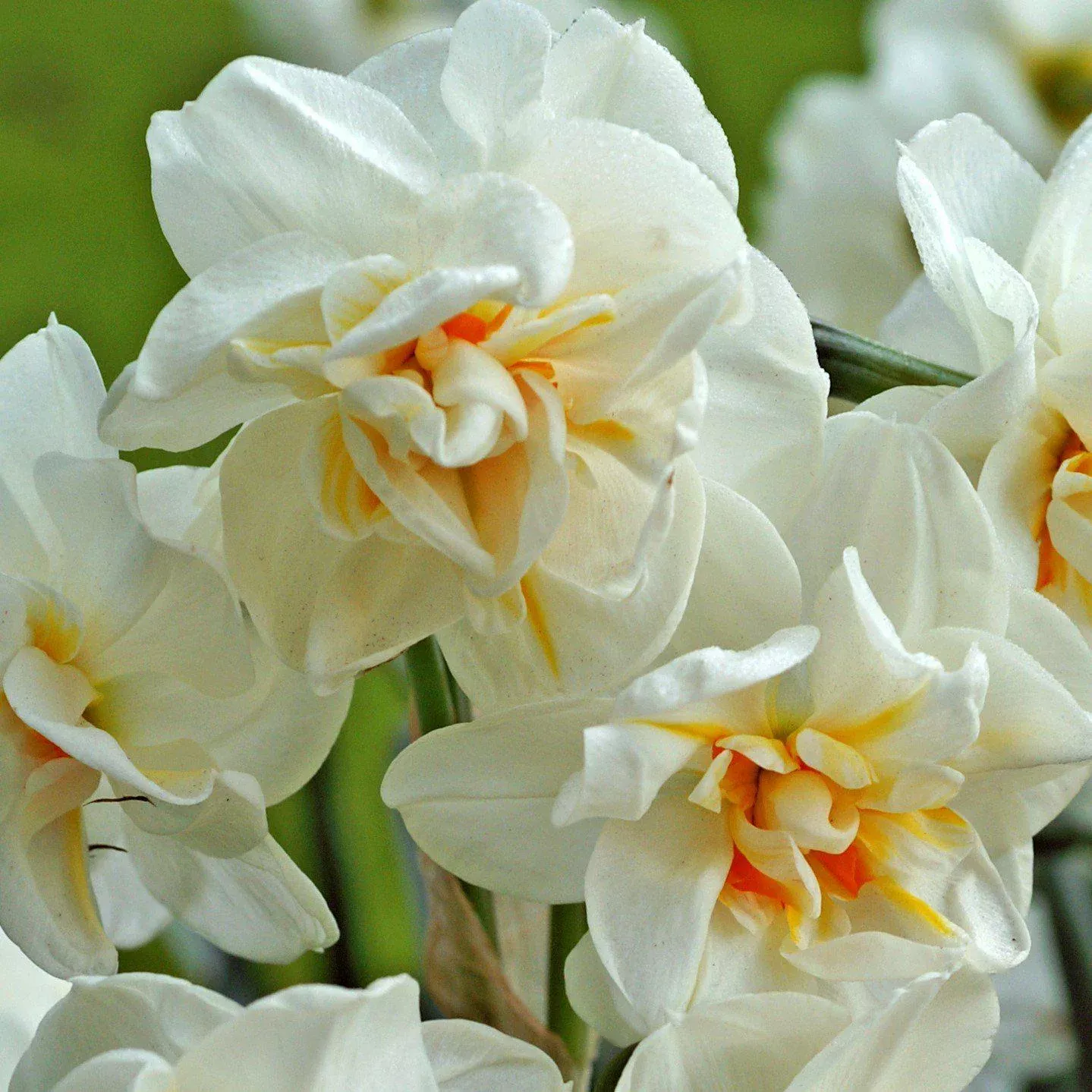 Narcissus - Daffodil Sir Winston Churchill