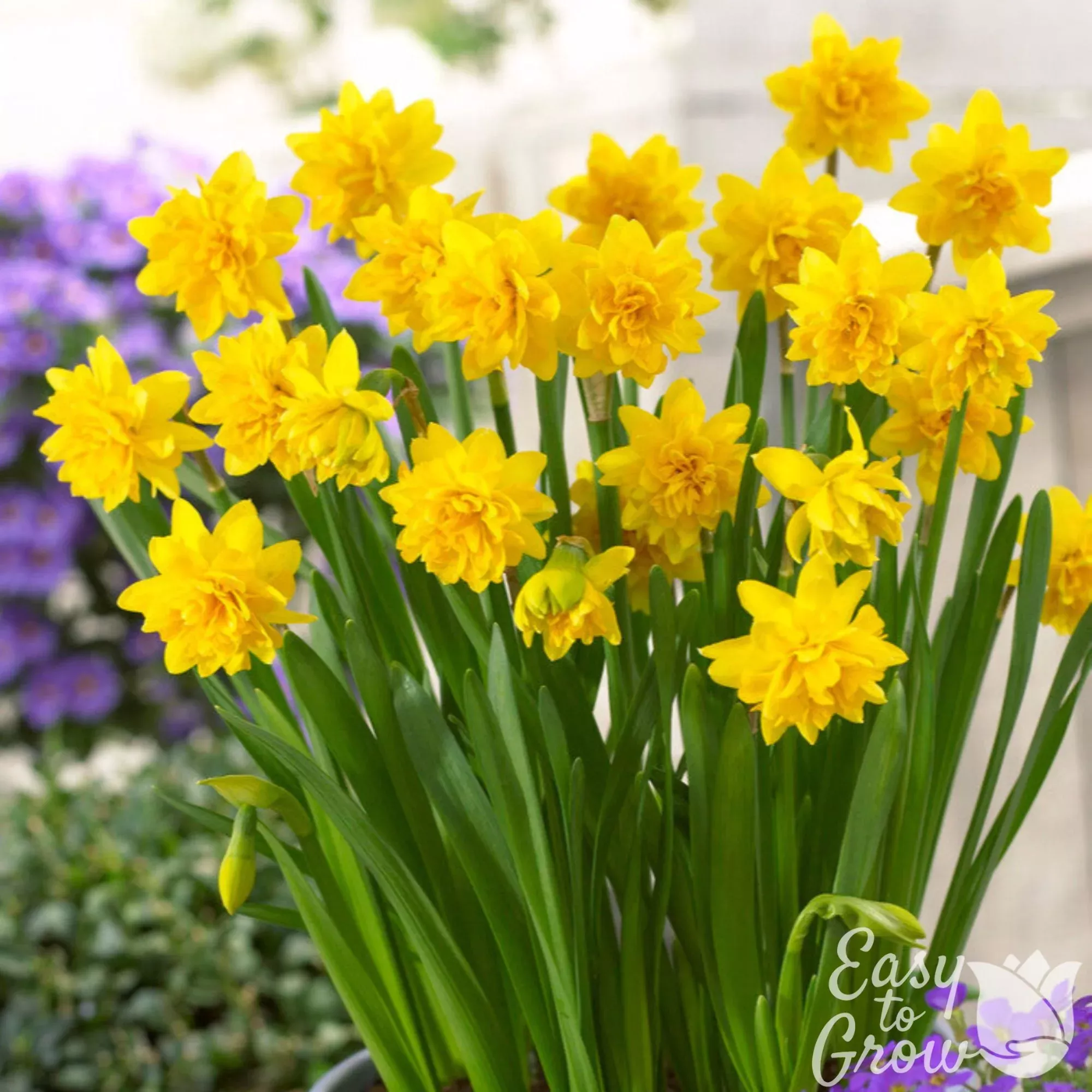 Narcissus - Daffodil Tete-a-Tete Double