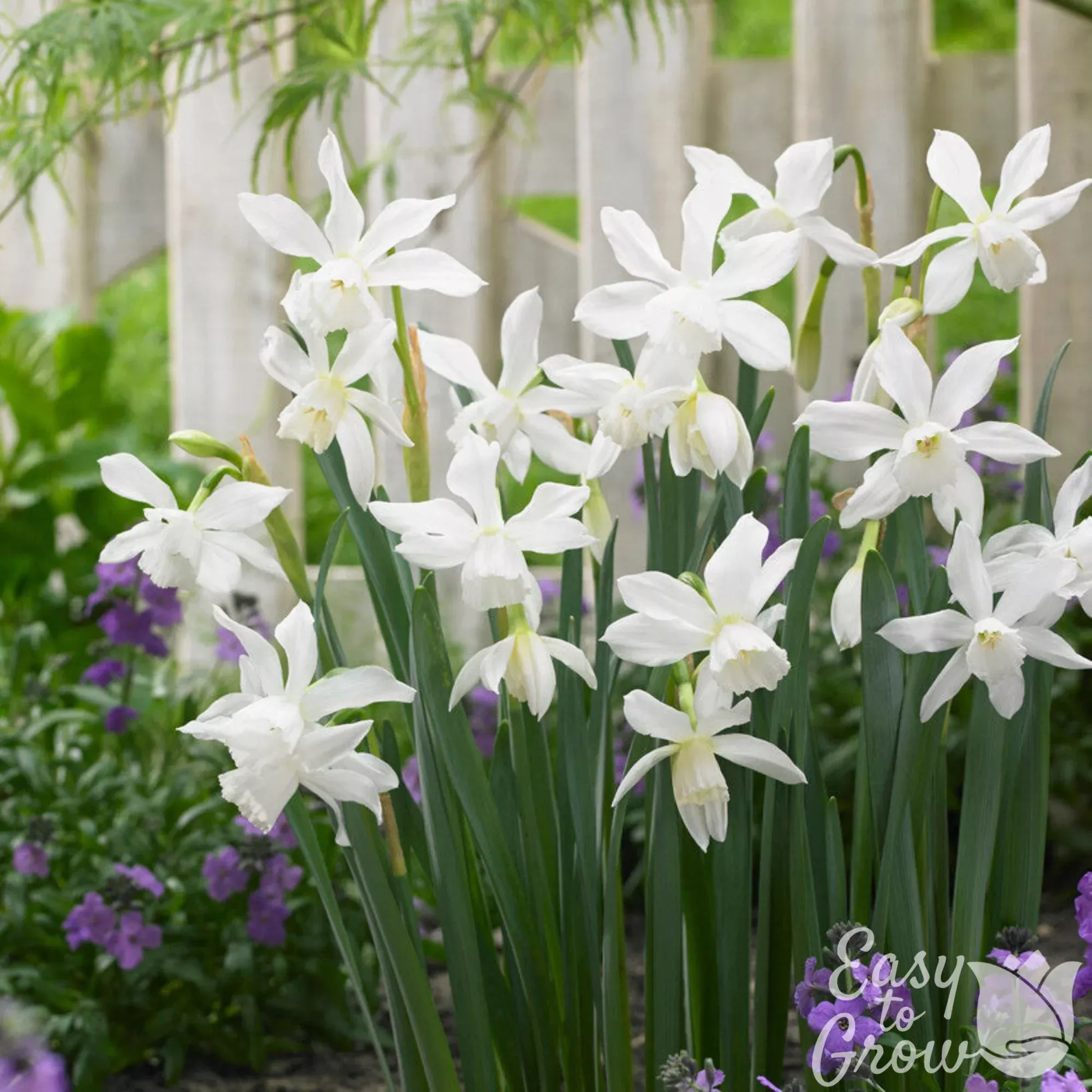 Narcissus - Daffodil Thalia