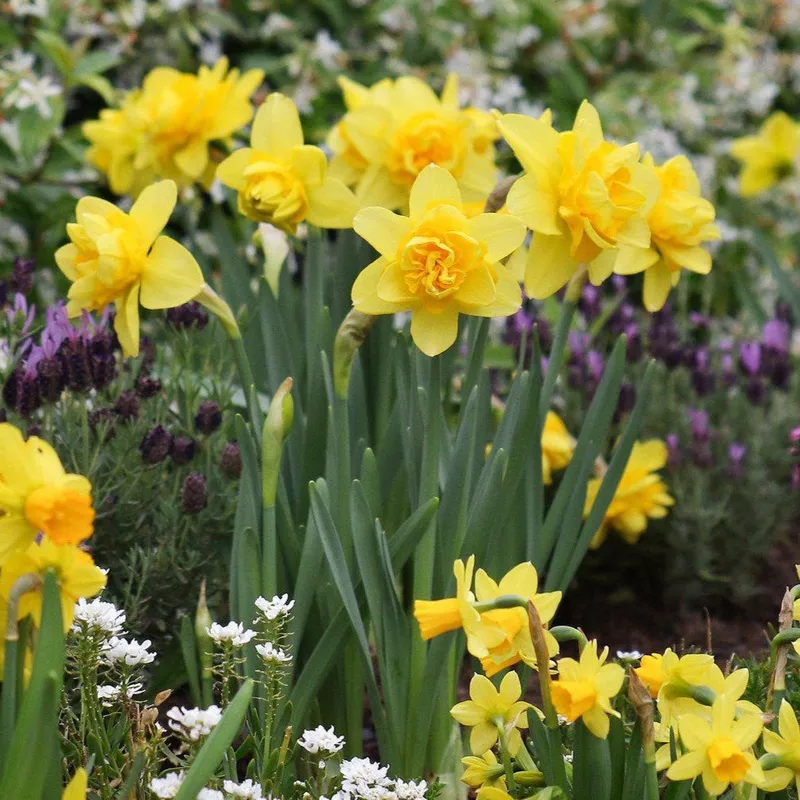 Narcissus – Daffodil Yellow Cheerfulness