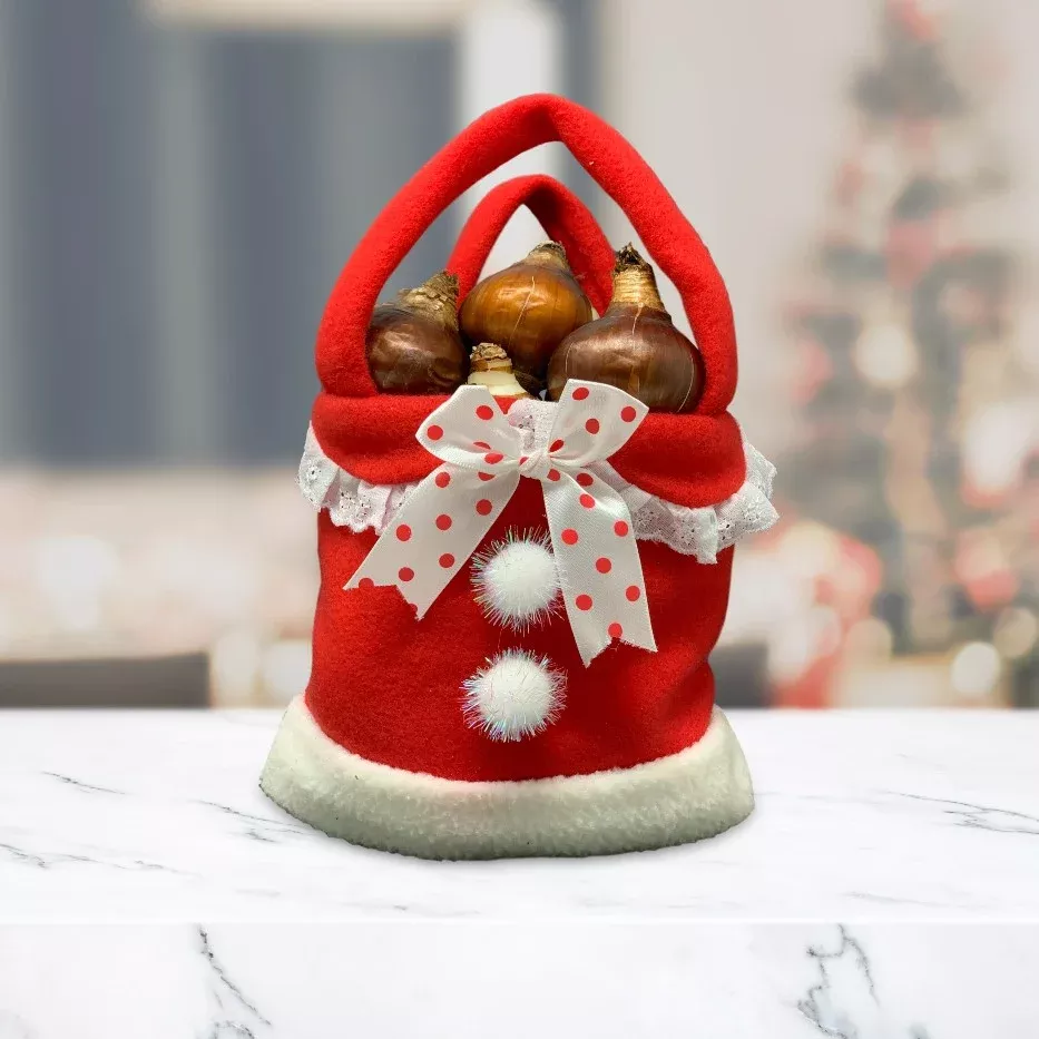 Narcissus - Paperwhite Bulbs in a Mrs. Claus Bag Gift