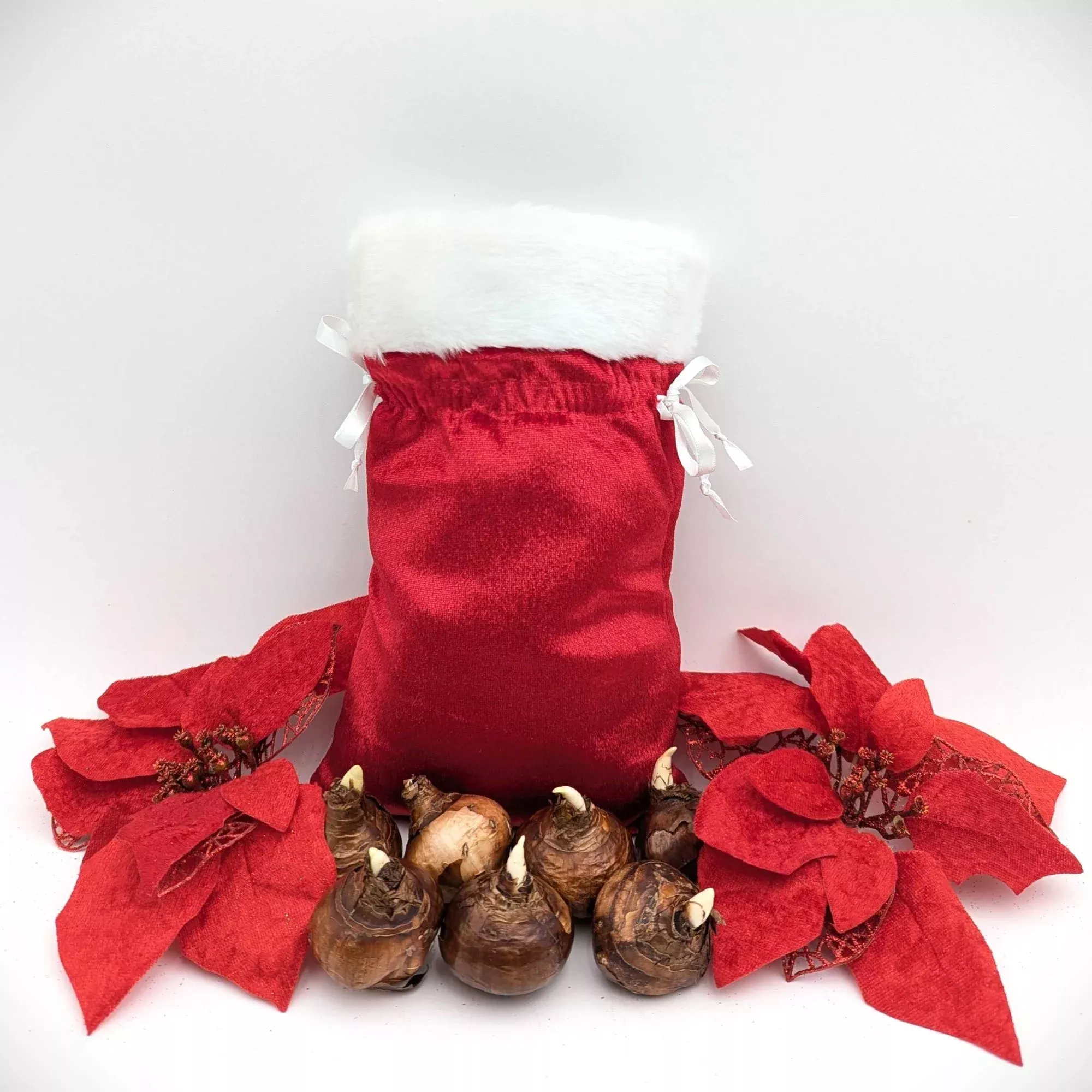 Narcissus - Paperwhite Bulbs in a Santa Stocking Gift Bag