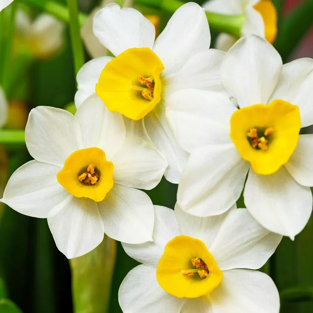 Narcissus - Paperwhite Wintersun (17+ cm)