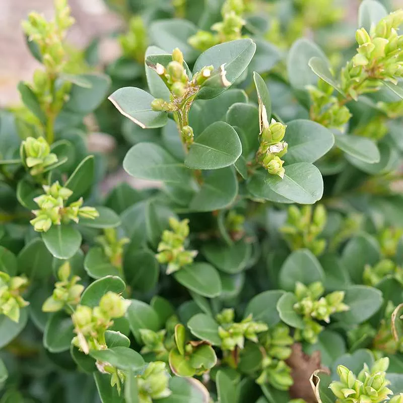 Neatball™ Boxwood