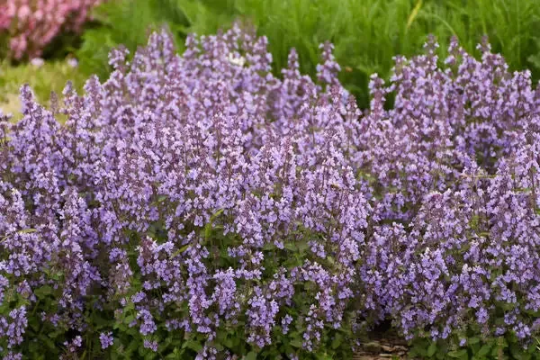 Nepeta 'Cat's Pajamas'