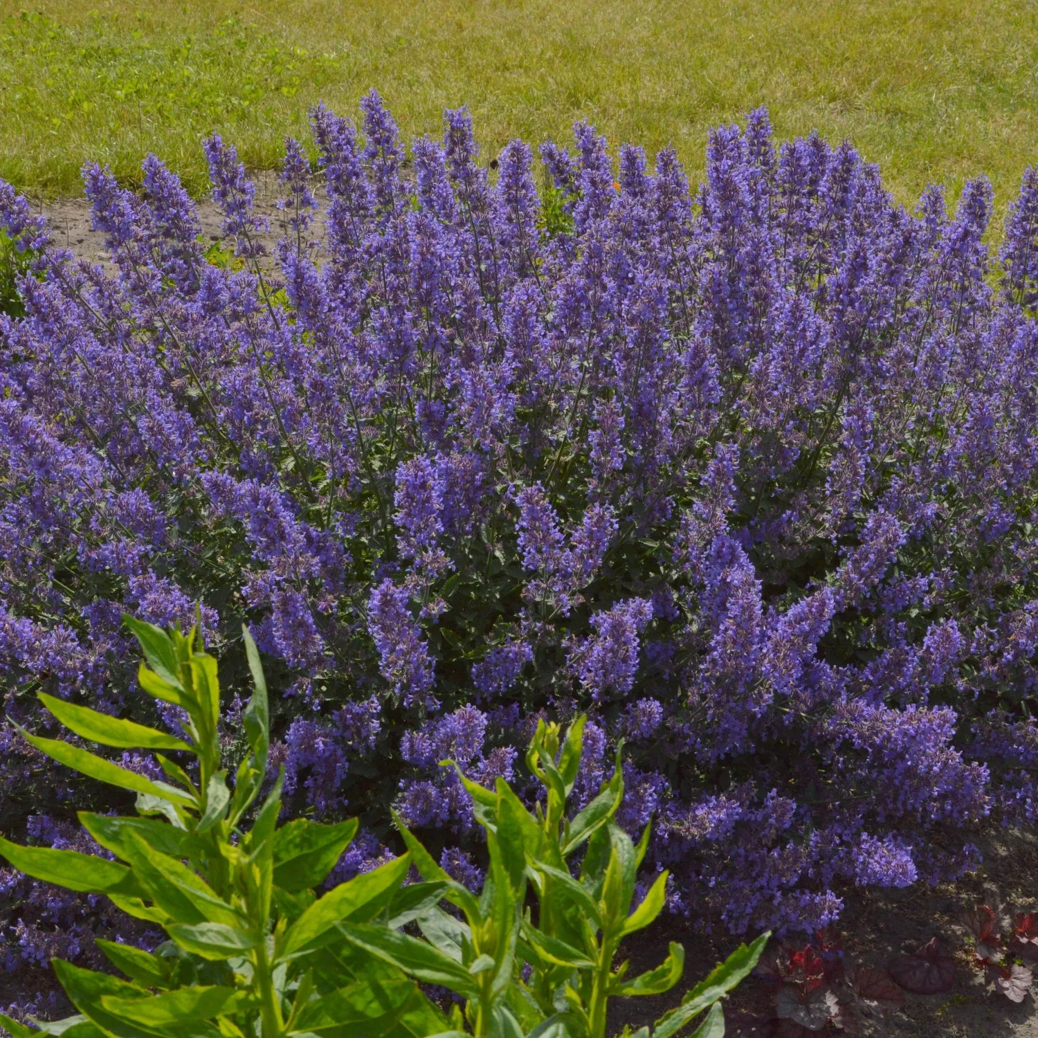 Nepeta faassenii Junior Walker™ 2 Pack