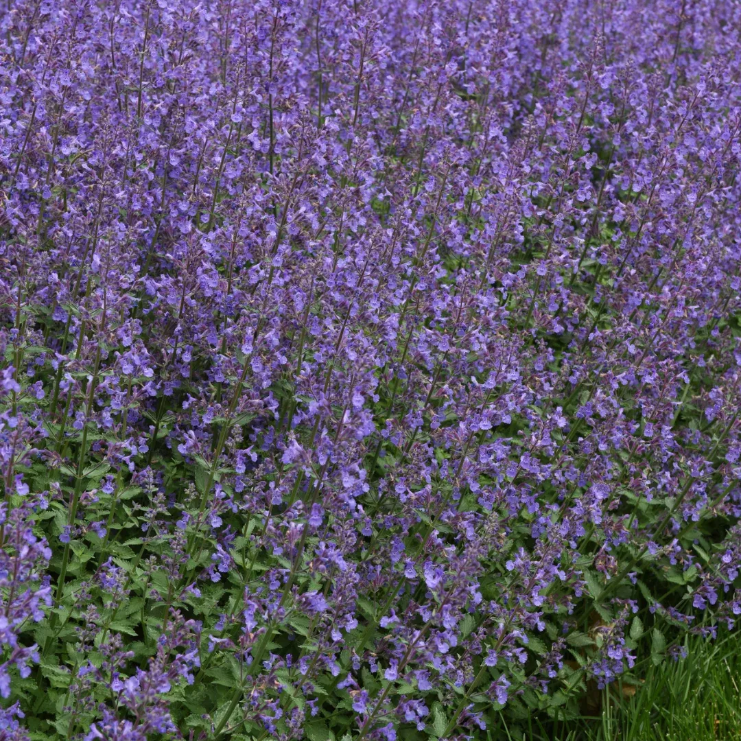 Nepeta 'Junior Walker'