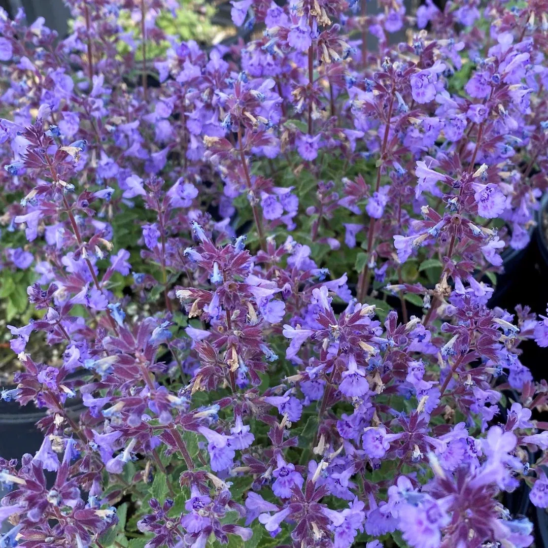 Nepeta 'Kitten Around'