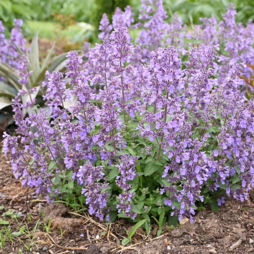Nepeta 'Picture Purrfect'