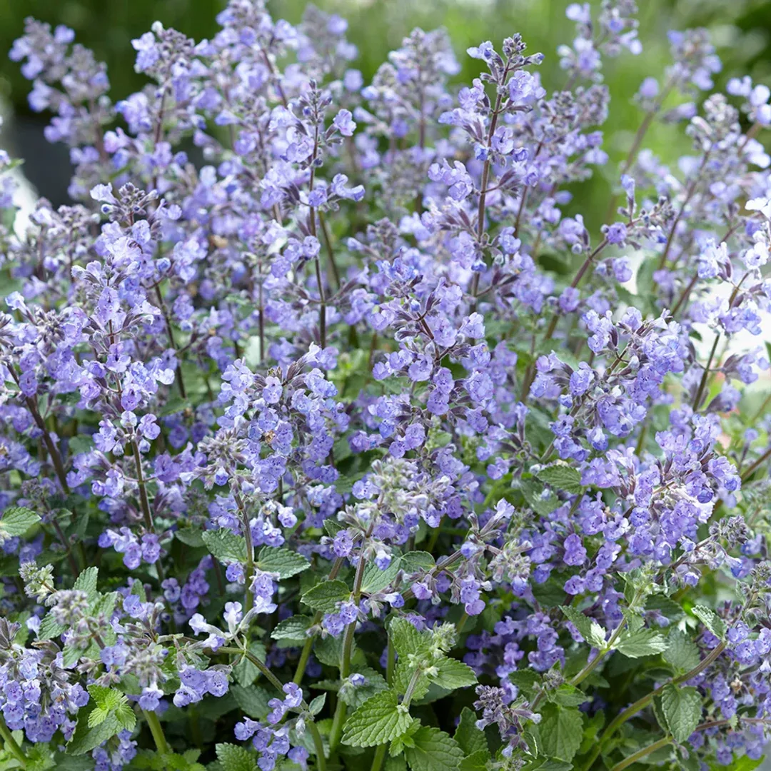 Nepeta 'Purrsian Blue'