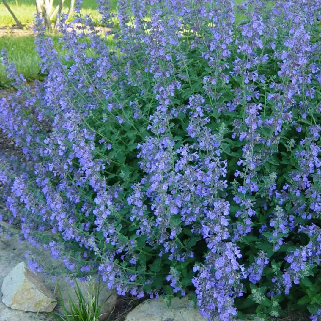 Nepeta 'Walker's Low'