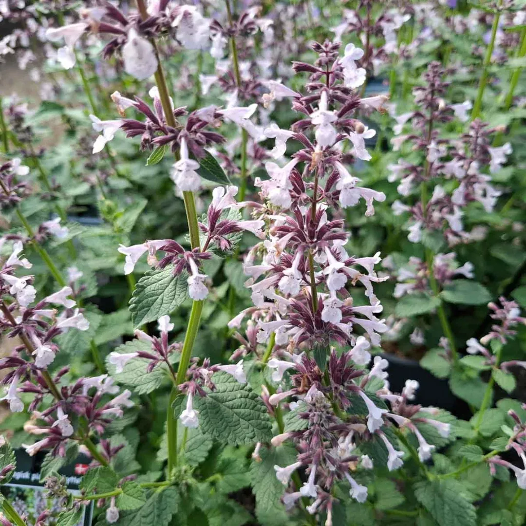 Nepeta 'Whispurr Pink'