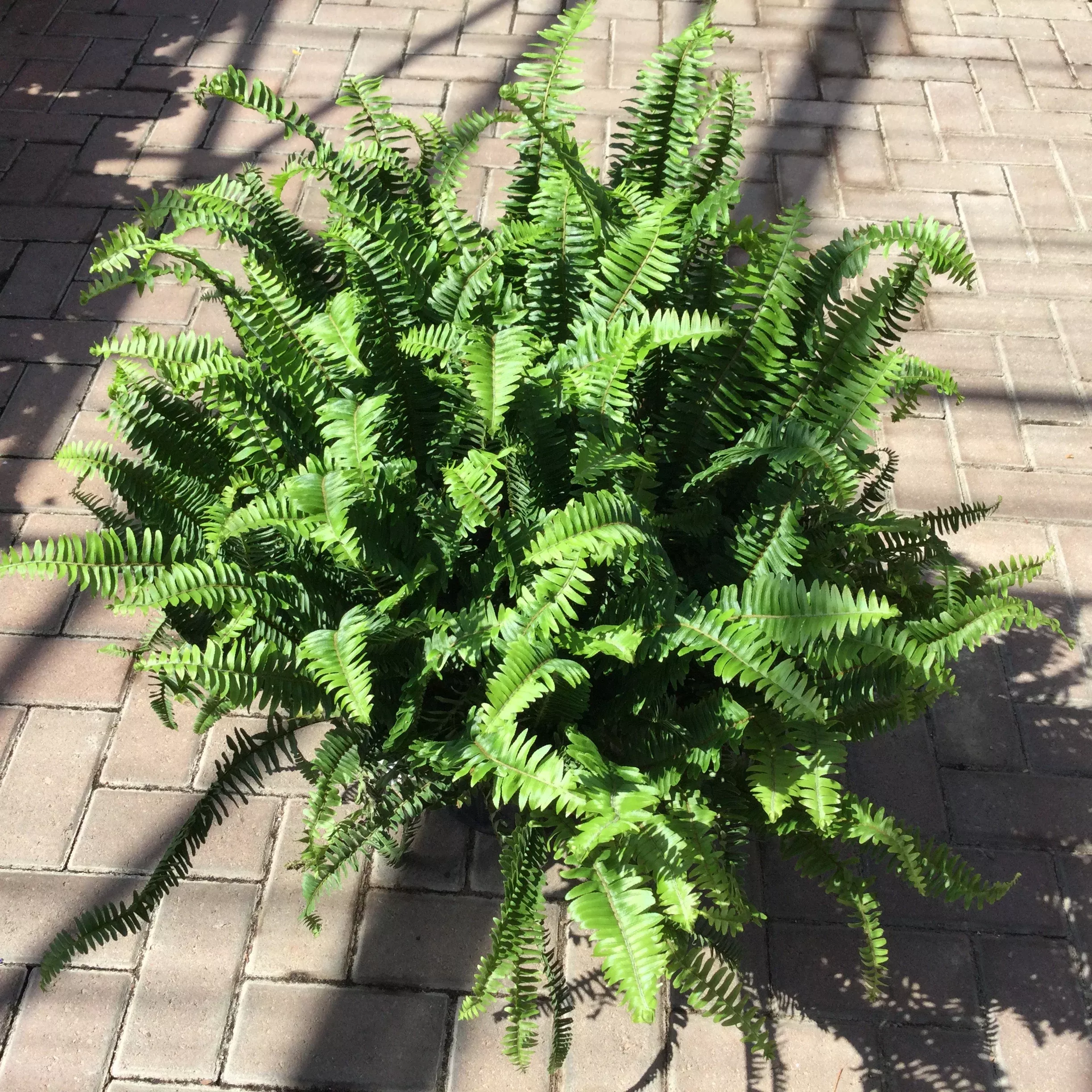 Nephrolepis Obliterata 'Kimberly Queen Fern'