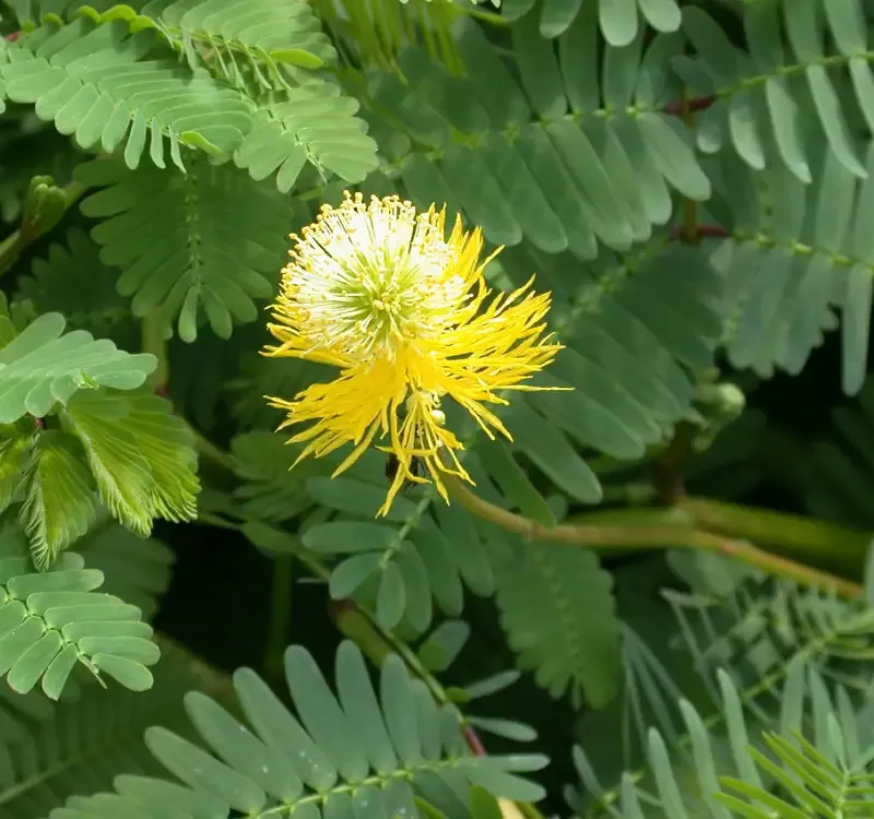 Neptunia aquatica "Sensitive Plant"