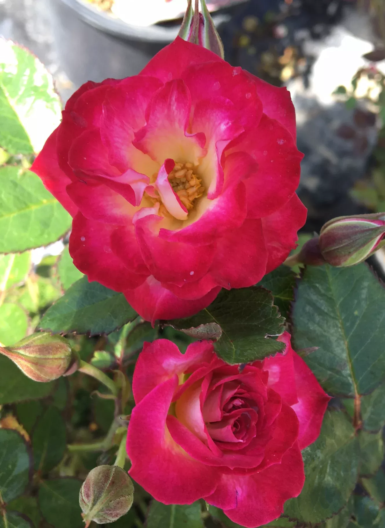 Never Alone™ Rose