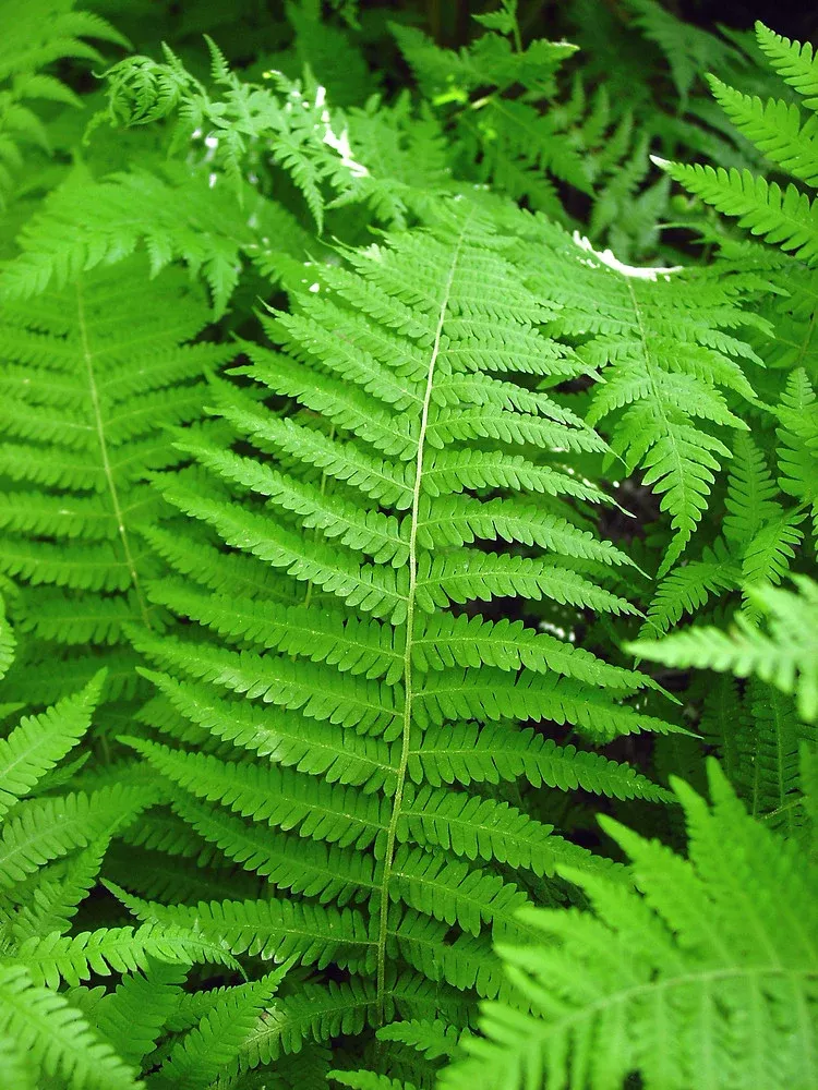 New York Fern