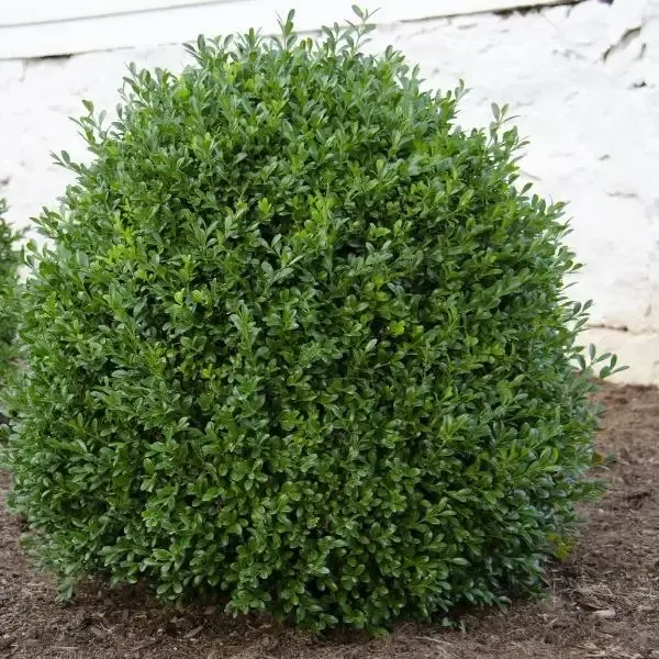 NewGen Independence Boxwood