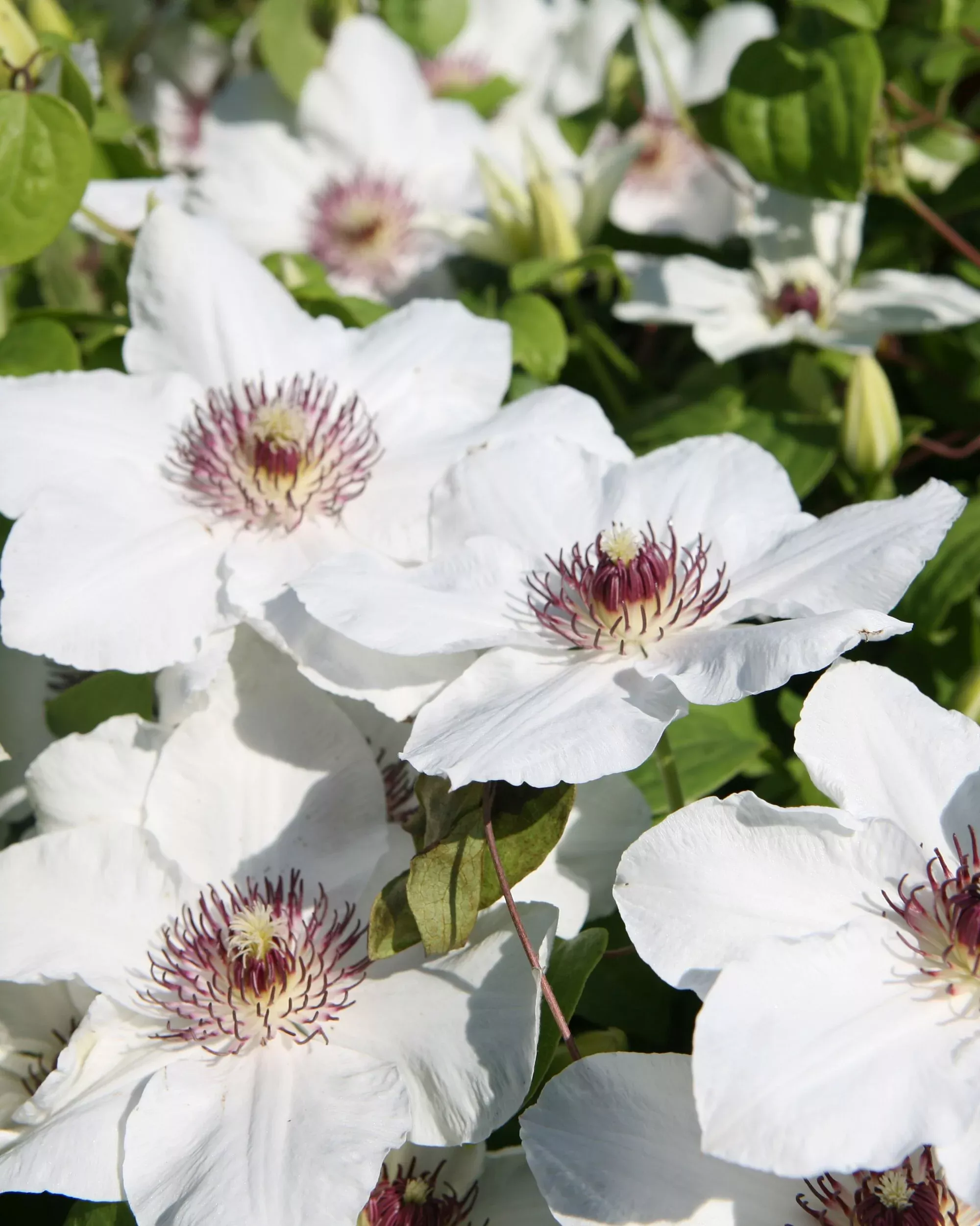 Ninon Clematis