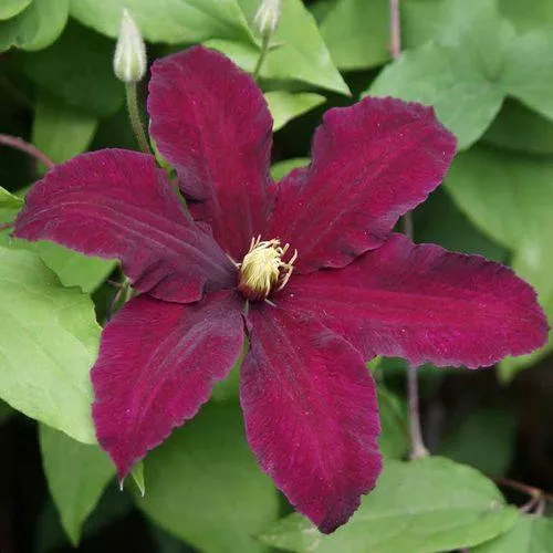 Niobe Clematis