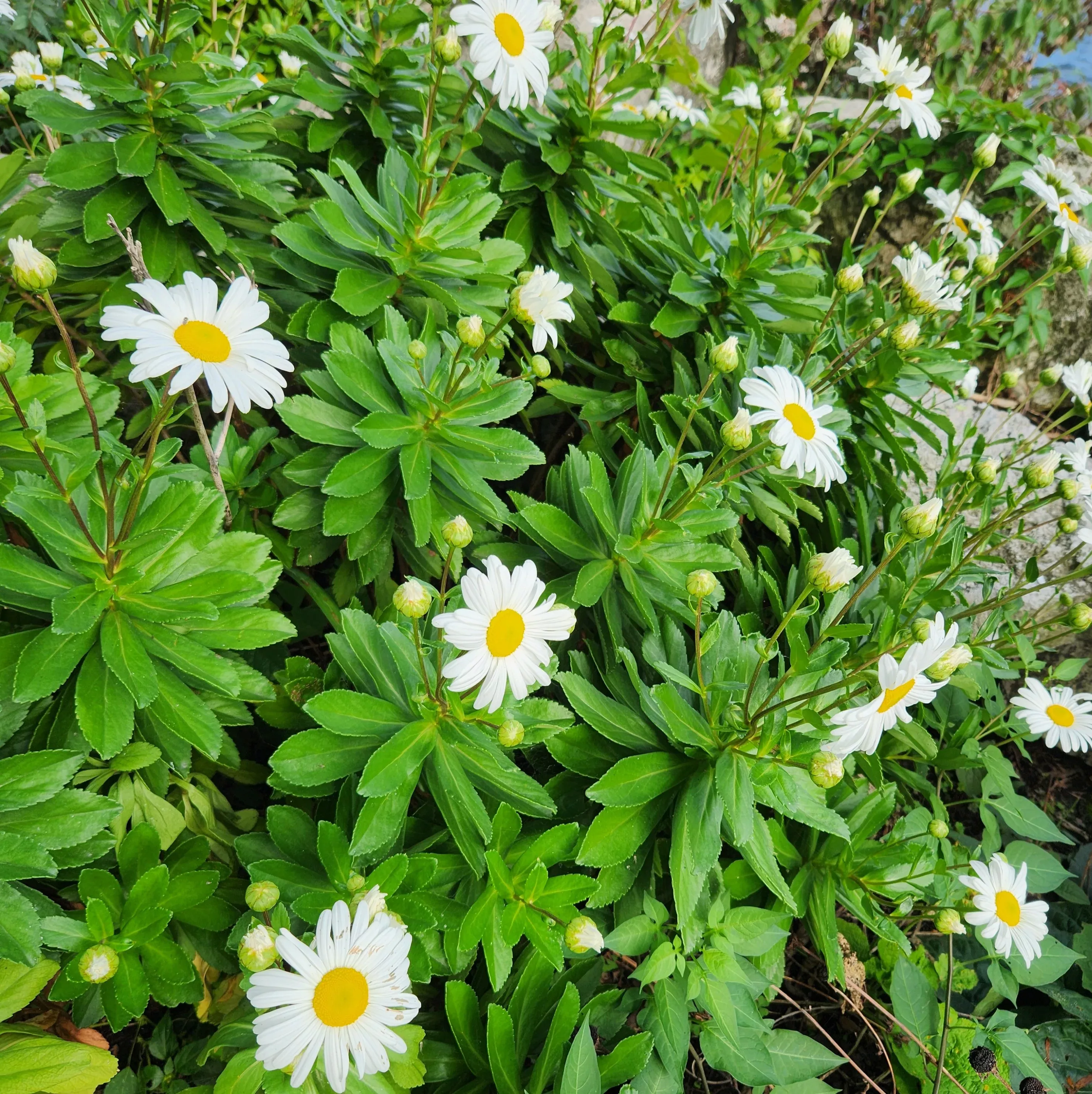 Nipponanthemum nipponicum 1 qt