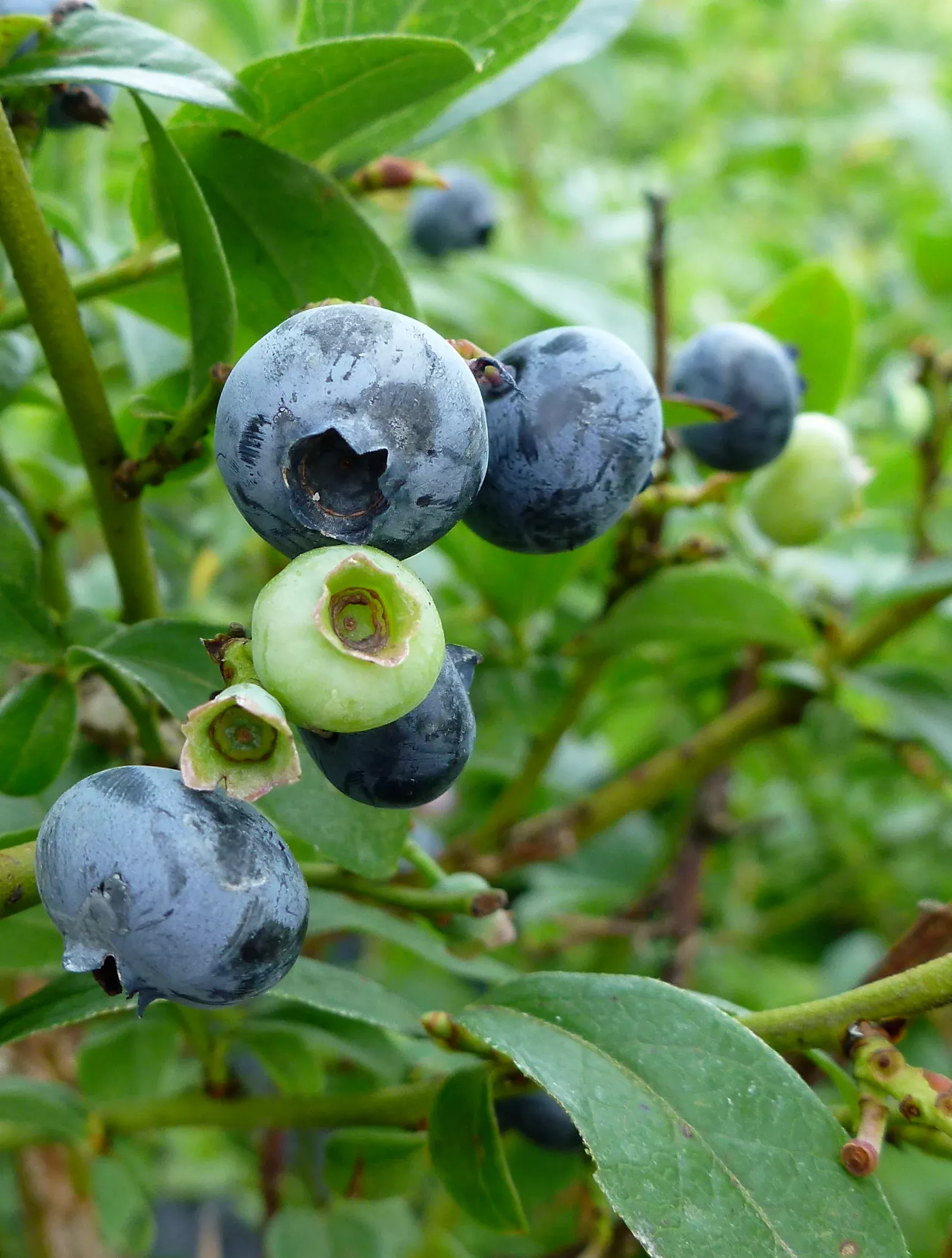 Northcountry Blueberry