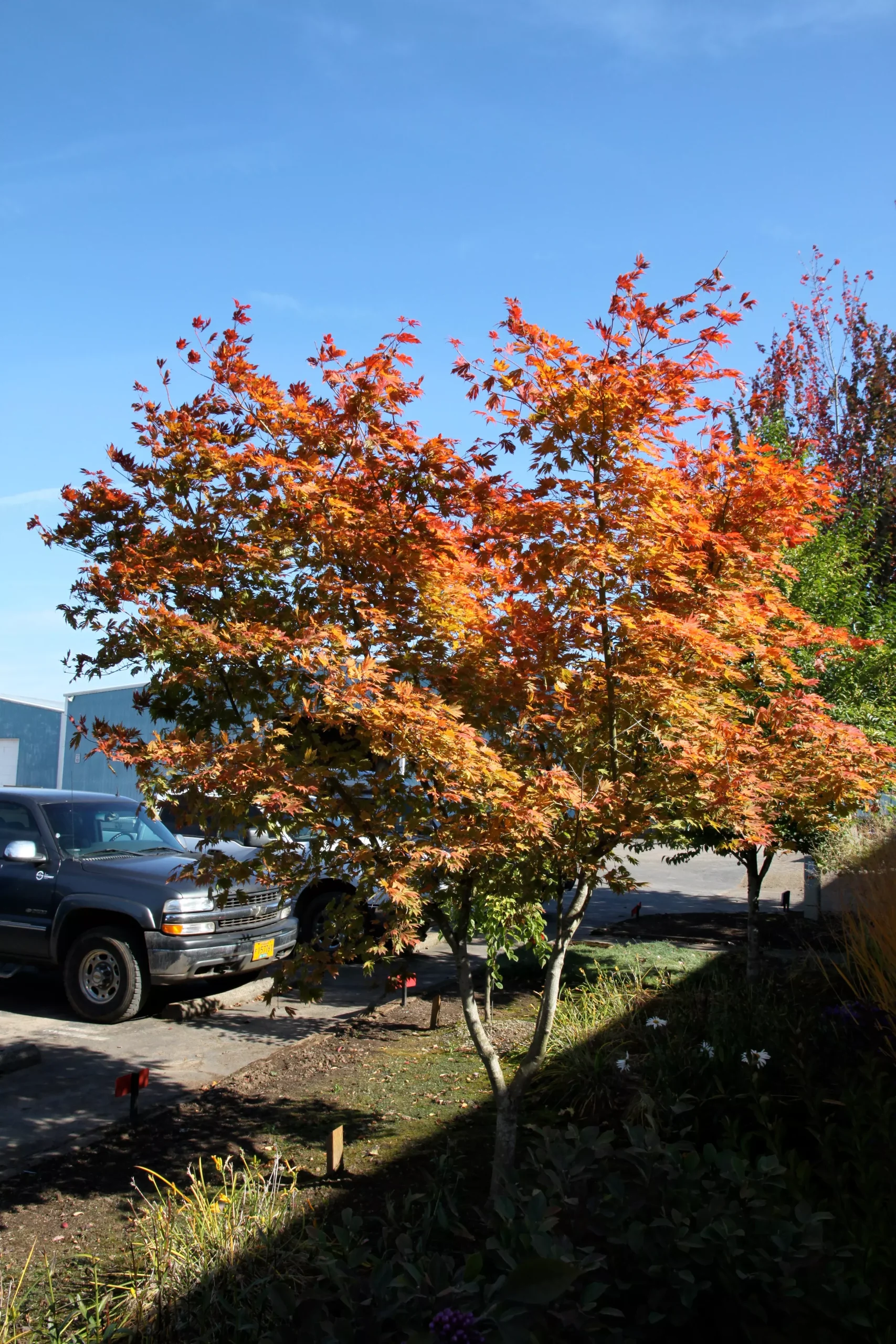 Northern Glow Maple