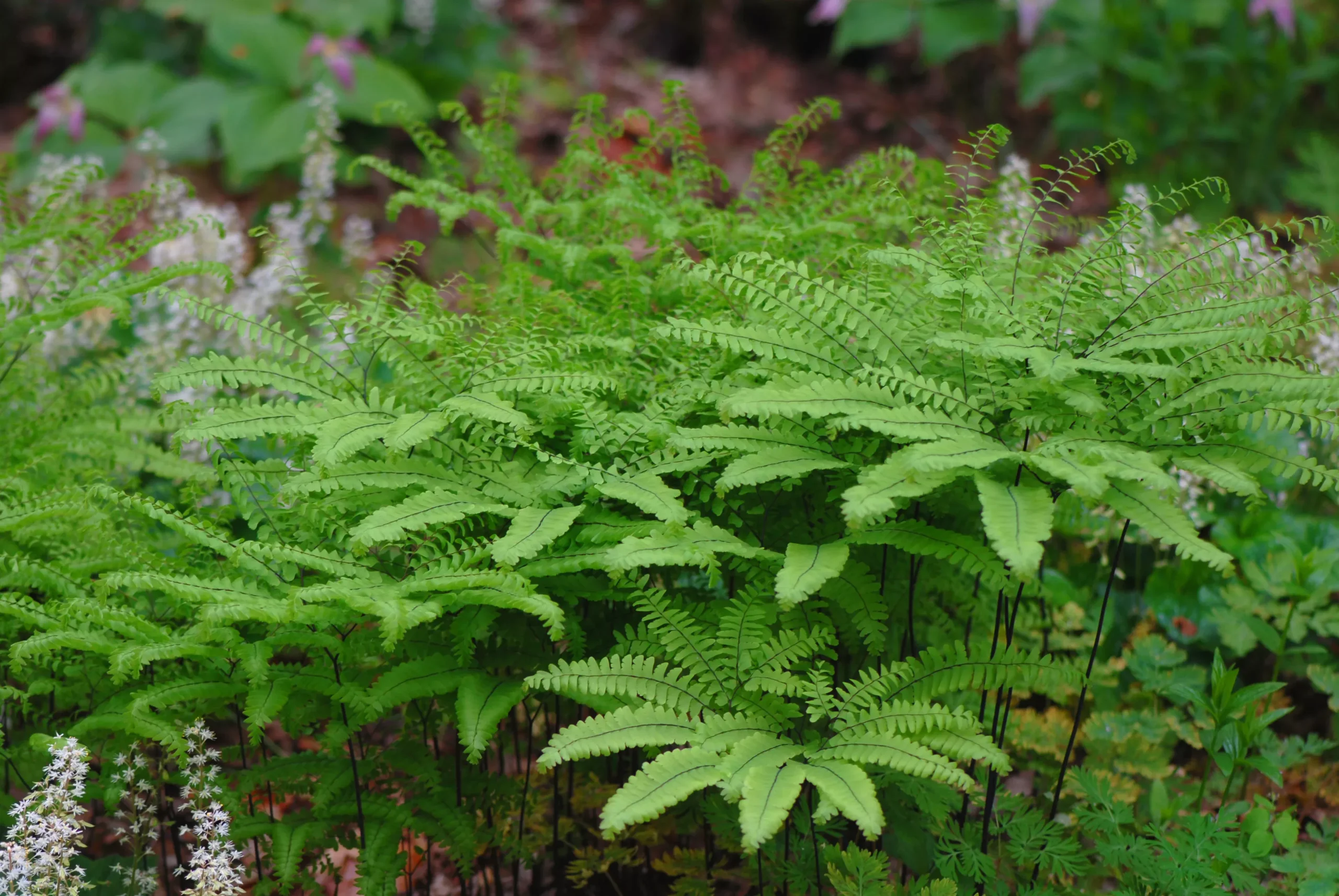 Northern Maidenhair Fern