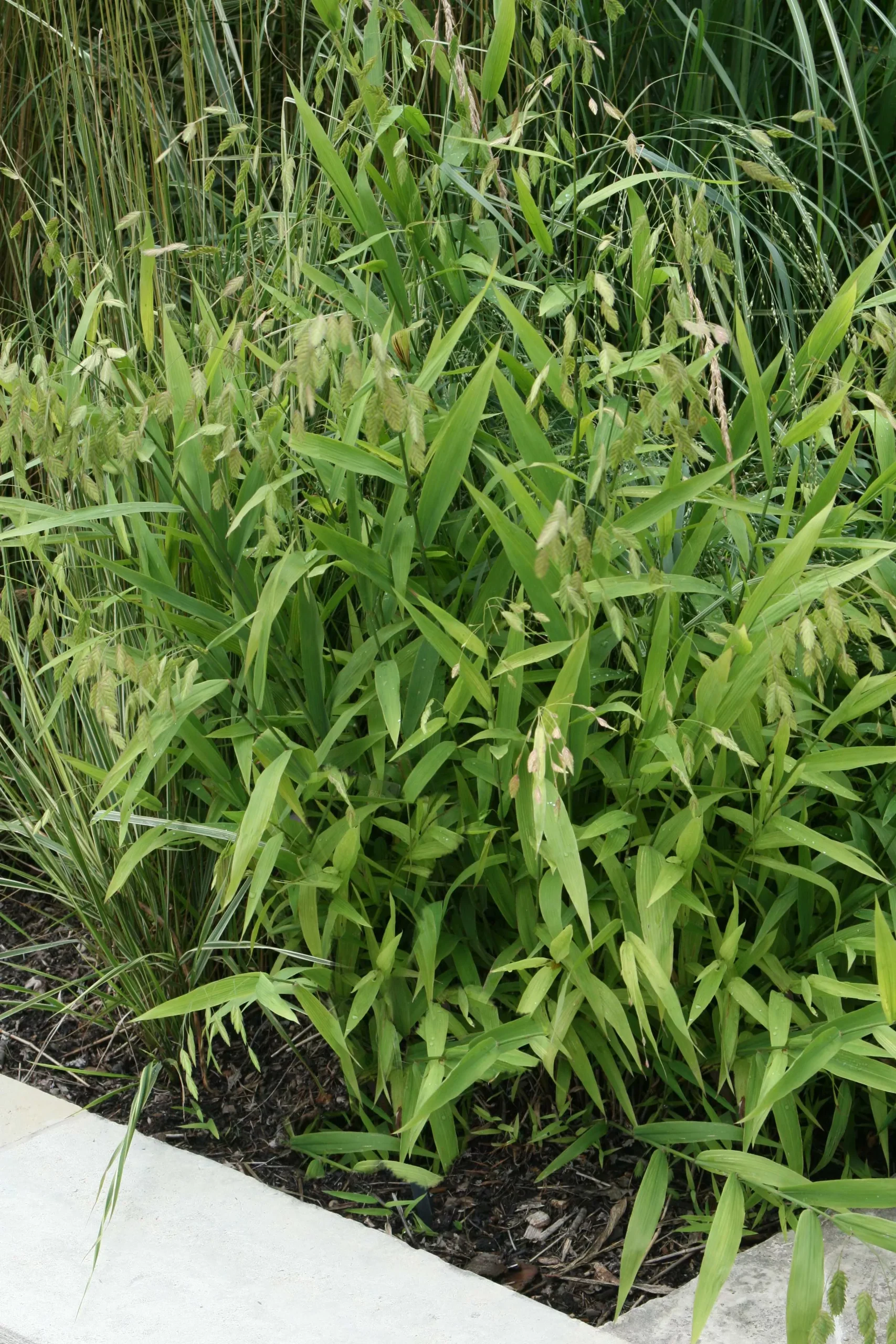 Northern Sea Oats