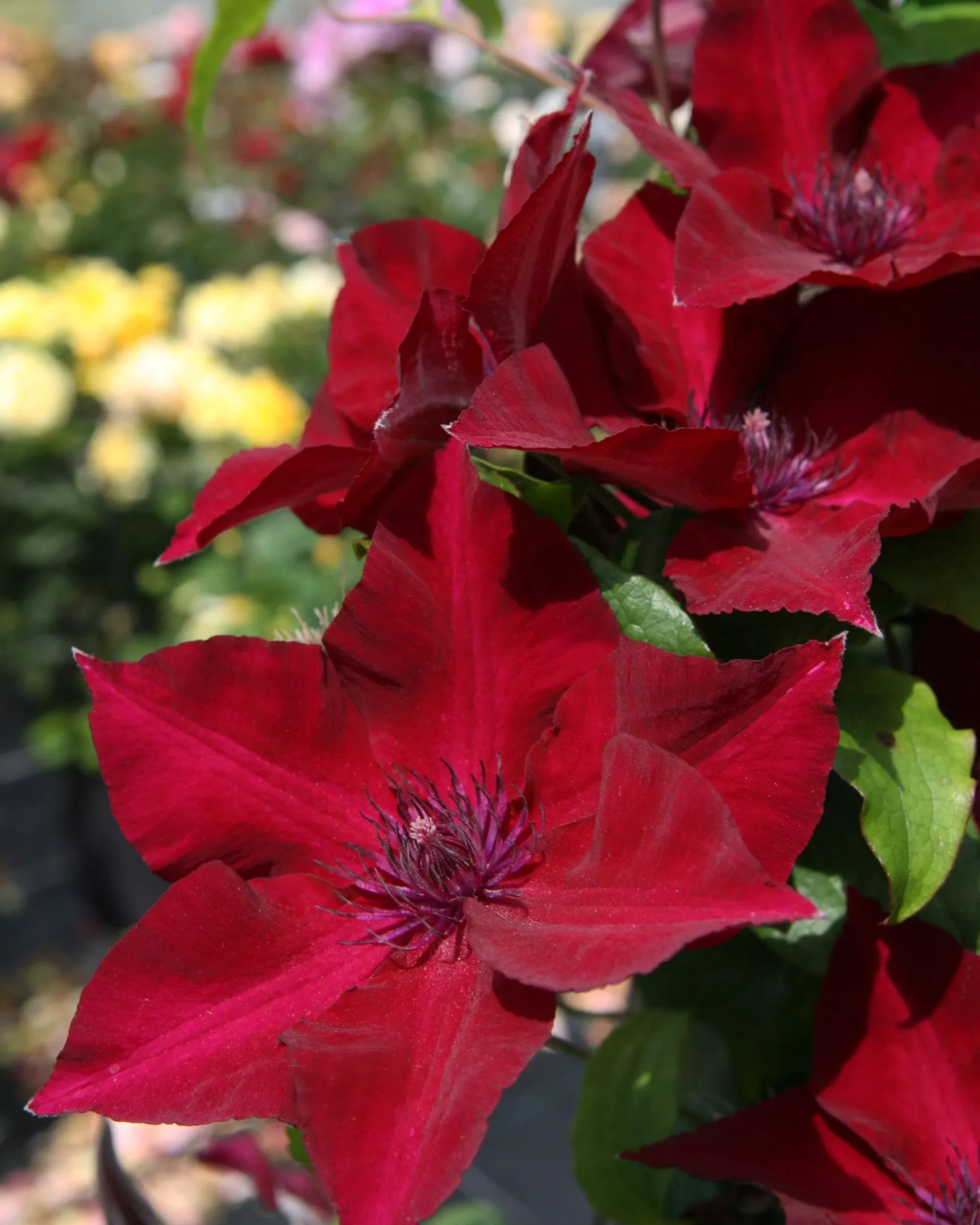 Nubia Clematis