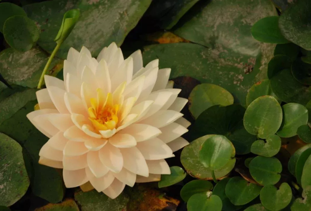 Nymphaea 'Awesome' Hardy Water Lily