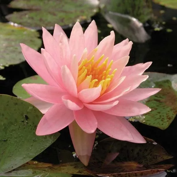 Nymphaea 'Sunny Pink'