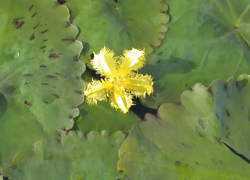 Nymphoides Crenata"Ruffled Snowflake"