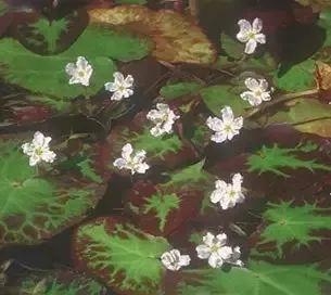 Nymphoides cristata "Variegated Water Snowflake"